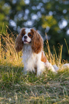 Gentle Sam